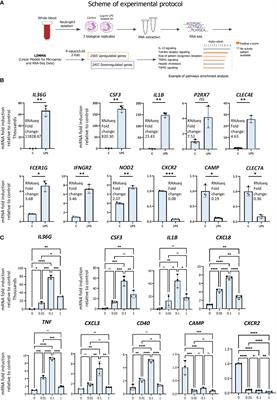 Identification of a forkhead box protein transcriptional network induced in human neutrophils in response to inflammatory stimuli